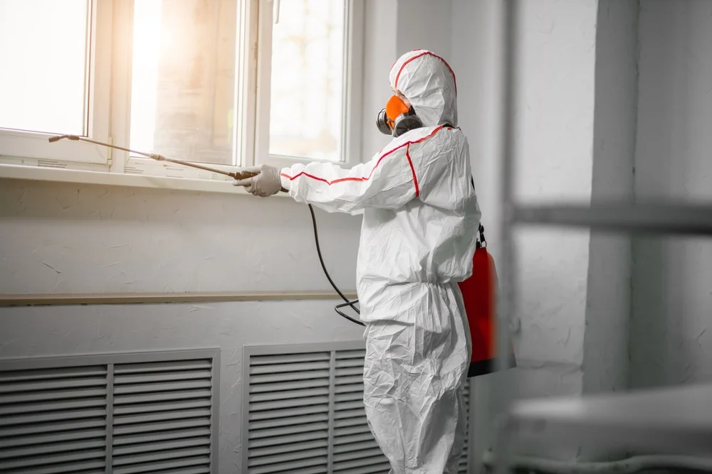 Professional mold remediation services in Port Richey, FL